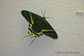 Urania fulgus